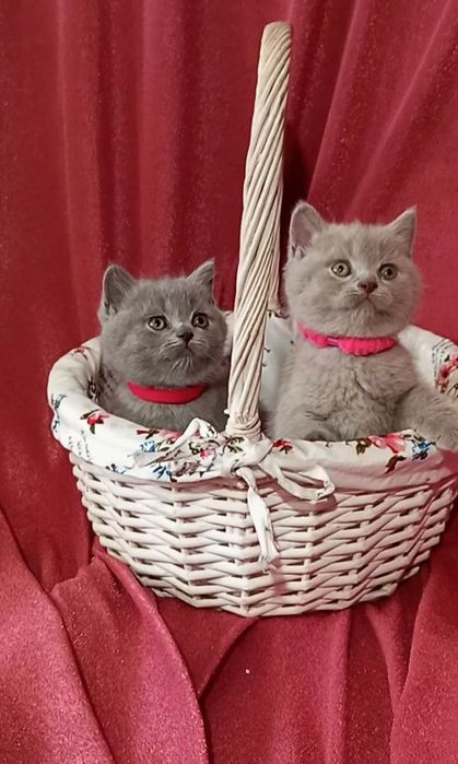 Котята : Мы котята озорные, лилаки и голубые .
