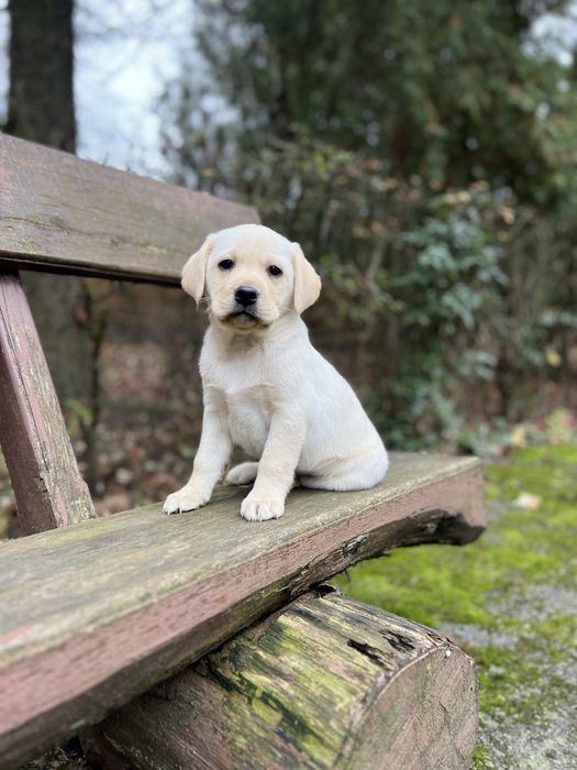 Хлопчики Палевого Лабрадора до Миколая