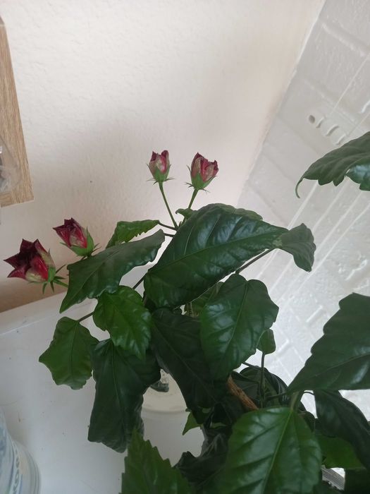 Китайская роза большая и маленькая, гибискус комнатный красный