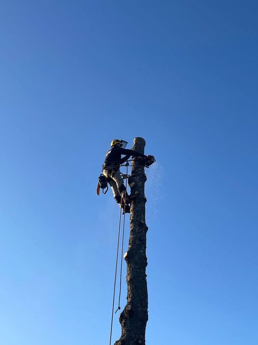 Альпініст Обрізка валка дерев зріз спил аварійних дерев Кам'янка