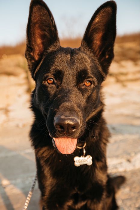 Німецький вівчарка шукає подружку для в’язки