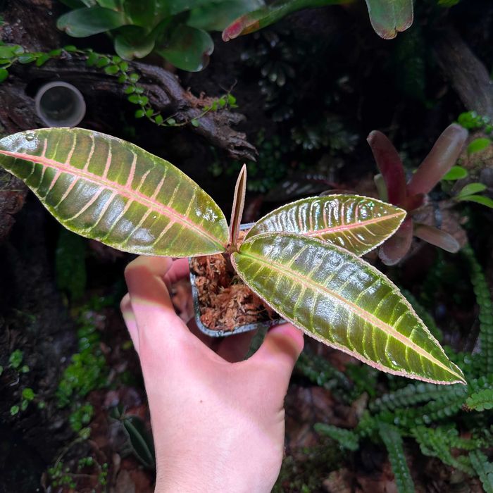 Rośliny do Terrarium Tropikalne Paludarium UNIKATY