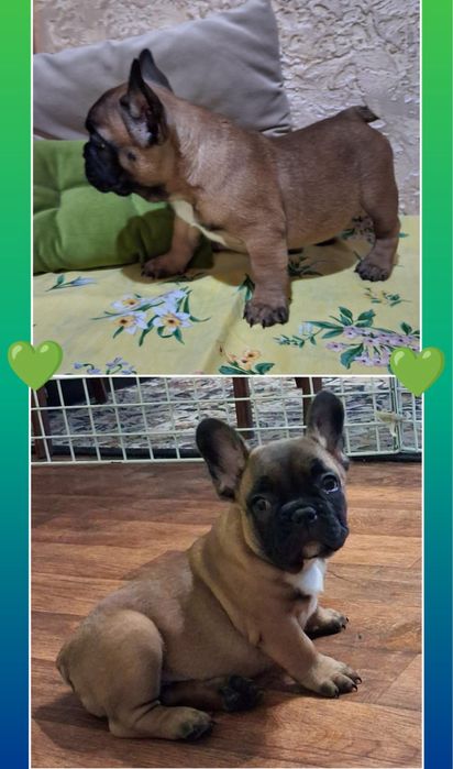 Роскошные мини французики! Они на фото!