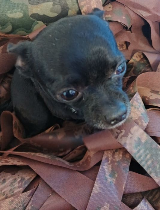 Собакач віддам в хороші руки