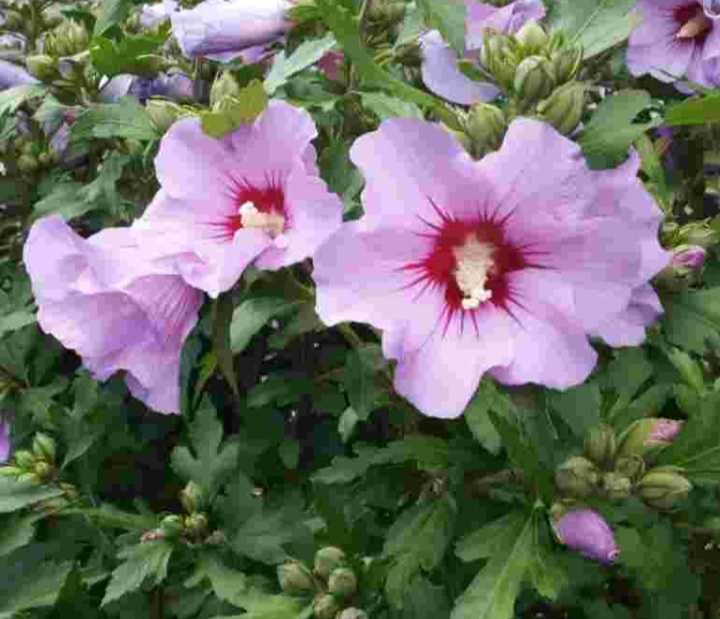 31 gatunków biskofia paulownia juka hibiskus hortensja funkia miskant