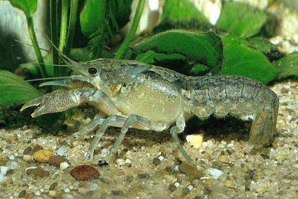 Кубинский Голубой Рак - Редкость! Отправка по Украине!