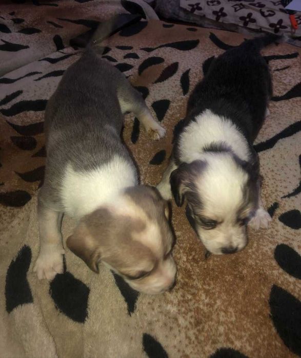 Відаємо цуценят англійського спаніеля