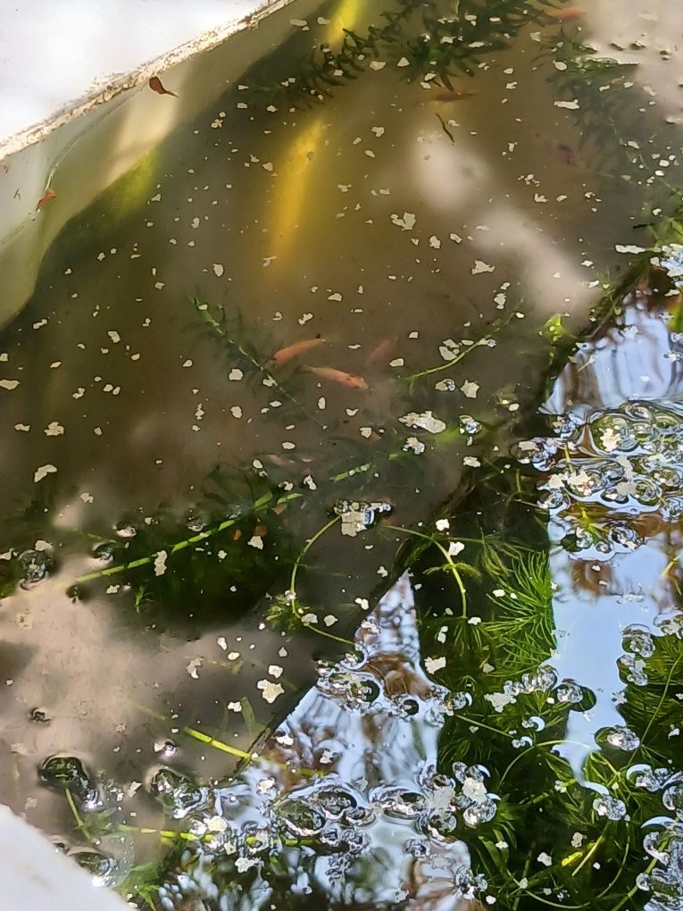 Peixes de água fria para aquários ou lago