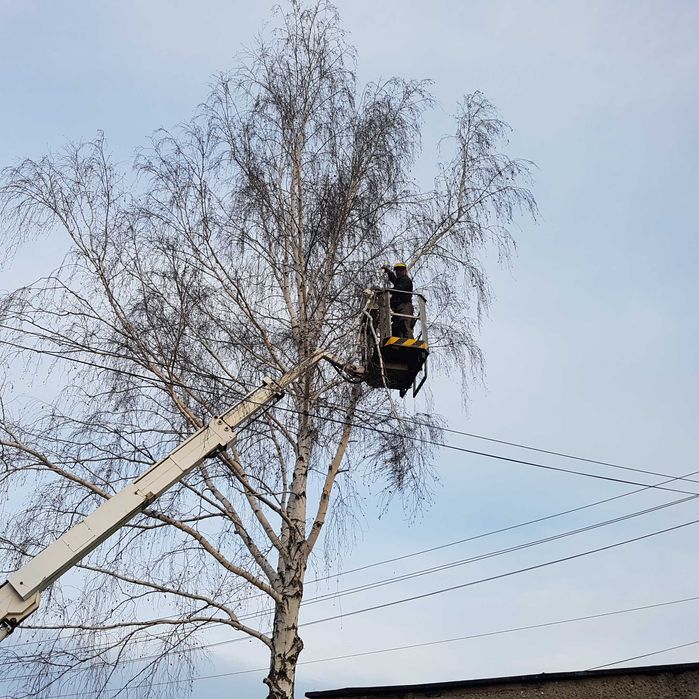 Wycinka drzew, wysokościowa wycinka drzew, wywóz masy zielonej