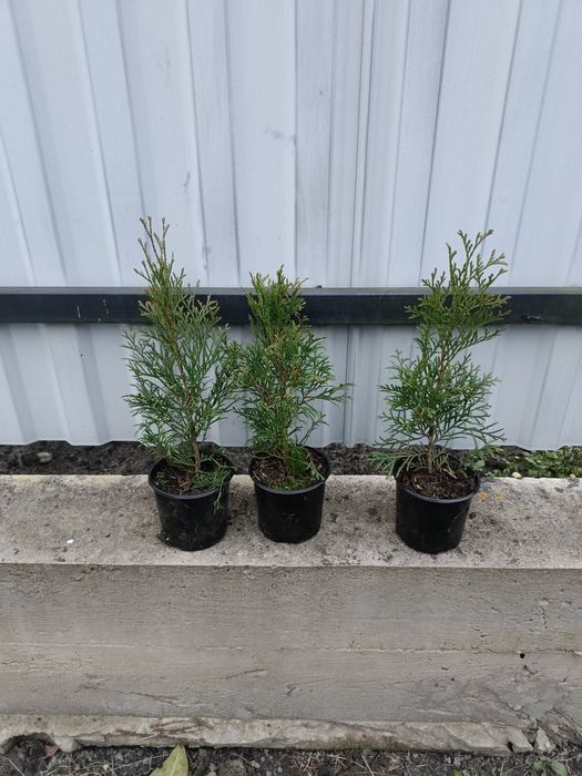 Продам колумна, смарагд,брабант, літл чемпіон, літл гігант, суеціка