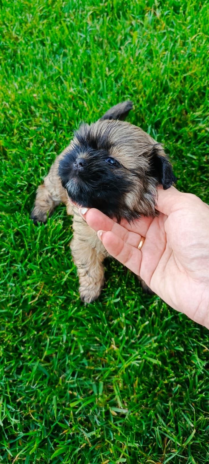 Suczka shih tzu.