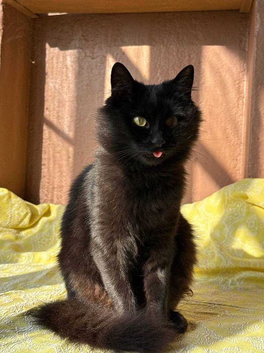 Маленька киця-ангора шукає родину