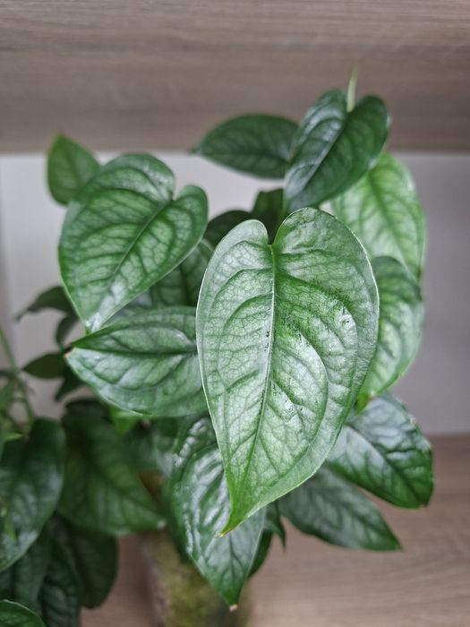 Monstera siltepecana