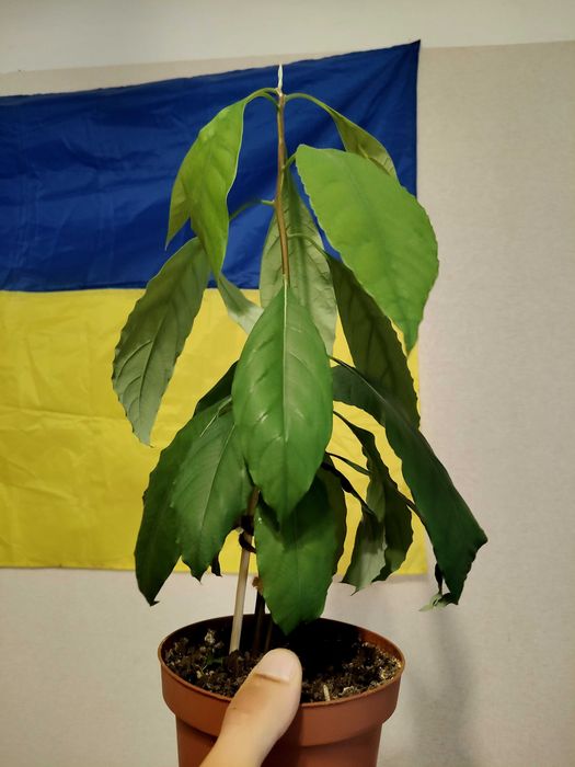 Авокадо з кісточки