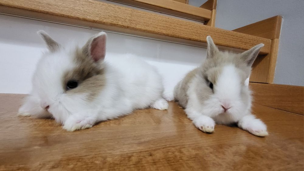 Króliczki miniaturki TEDDY