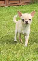 MINI piesek Chihuahua z rodowodem Chi