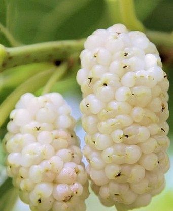 Саженцы белой раней шелковицы. Высокоурожайная крупноплодная