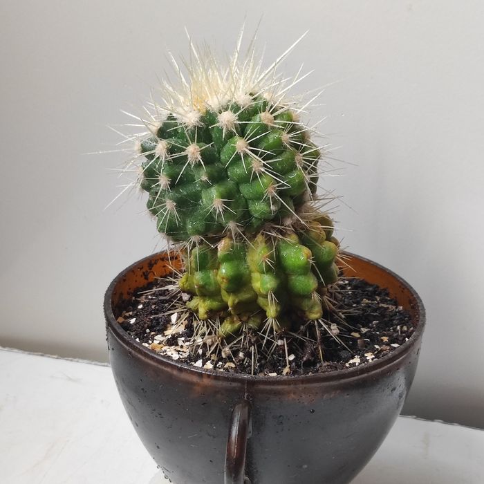 Кактус Эхинокактус Грузони