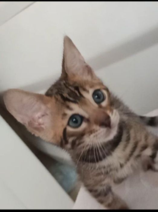 Продам бенгальські киці.