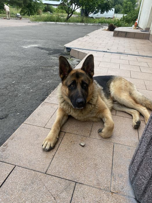 Вязка.Кобель німецькоі вівчарки .Договірна