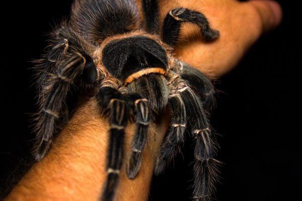 Lasiodora parahybana — вид пауков-птицеедов из рода Lasiodora