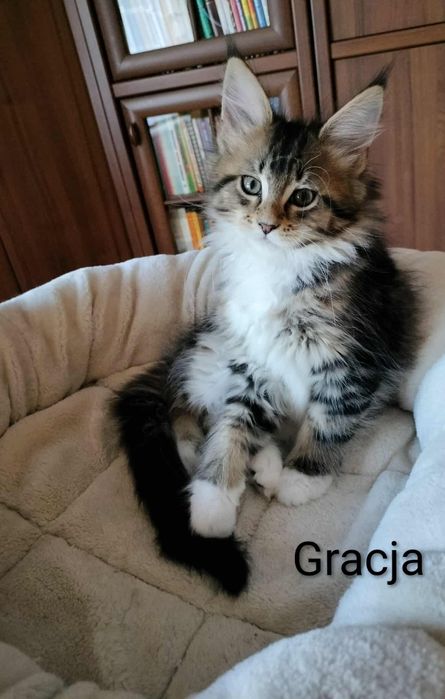 Kotka Maine Coon Gracja kocięta z rodowodem rezerwacja