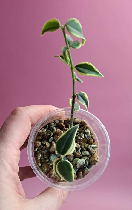 Hoya lanceolata ssp Bella albomarginata