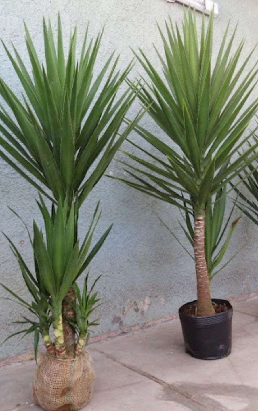 Palmeiras yucca varias