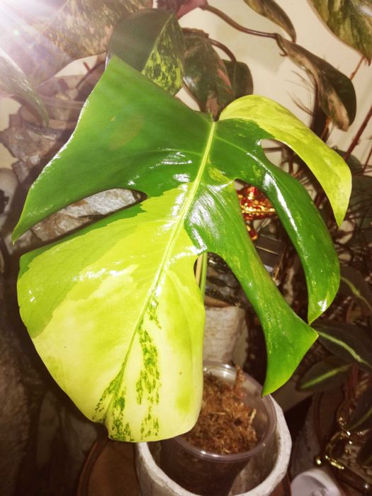 Monstera Marmorata Aurea Yellow Variegata  3 - colour  UNIKAT !  philo