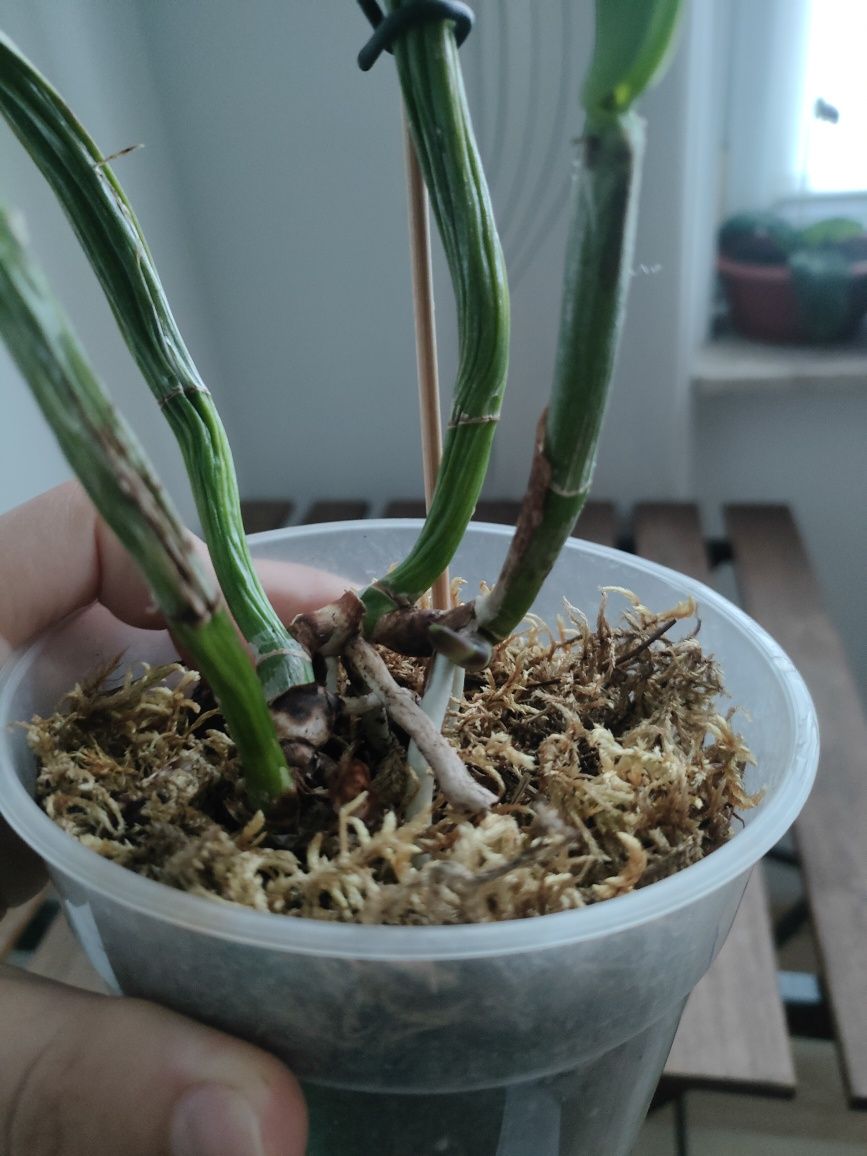 Storczyk Cattleya