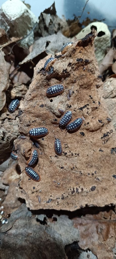 Armadillidium werneri równonogi, izopody