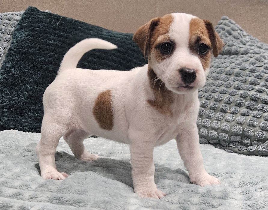 Suczka jack russell ZKwP FCI