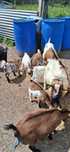 Cabras anas para venda machos e fêmeas, de partos duplos e triplos.