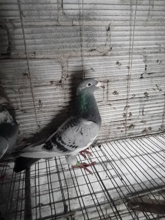 Golebie staropolskie