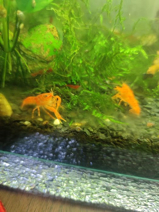 Мексиканский карликовый рак