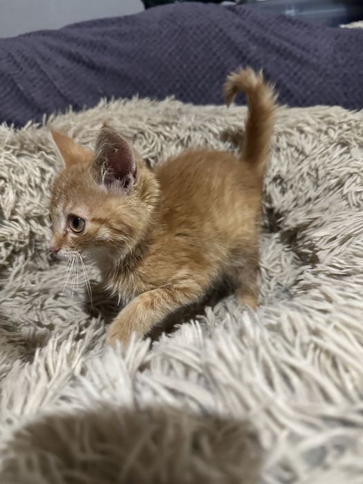 Котик риже кошеня руде 2,5 місяців