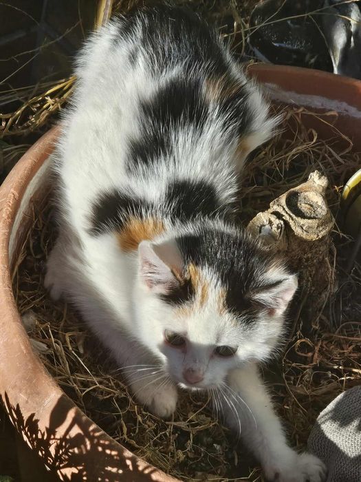 Kotki ,Kot oddam w dobre ręce