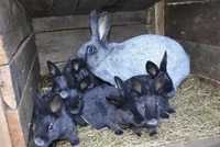 Продам кроленята полтавське срібло, півтора місяці, кролі, кролики