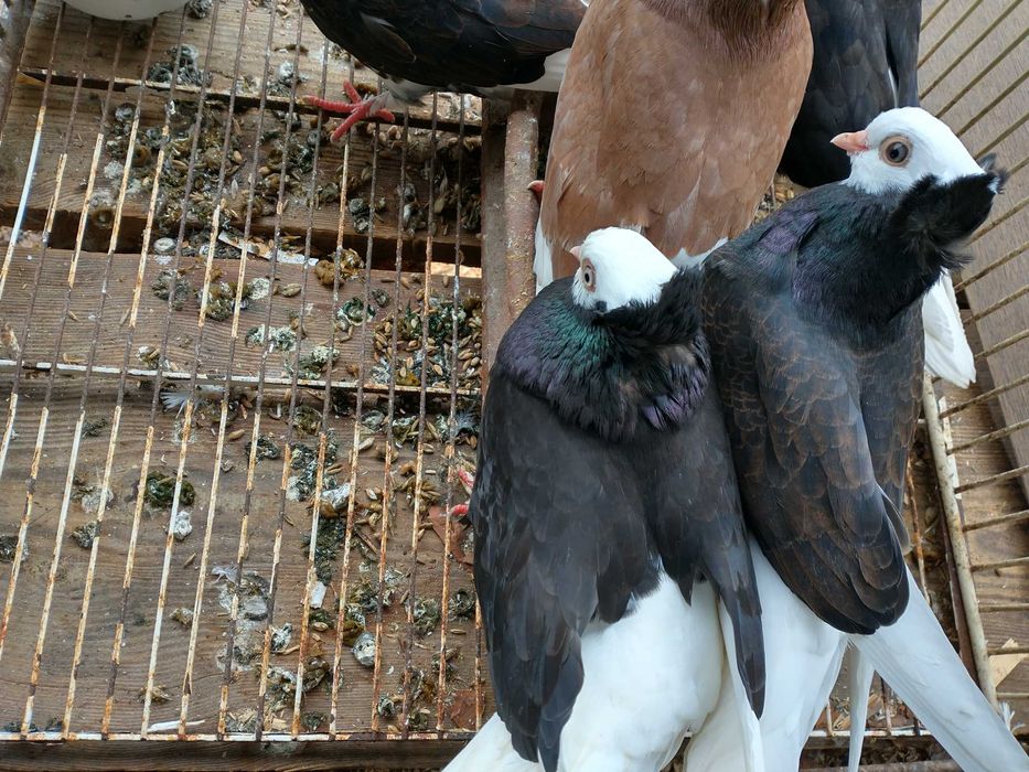 Gołębie bialogłówki