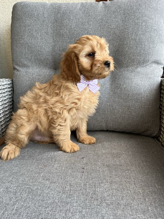 Piękny piesek cavapoo gotowy do odbioru