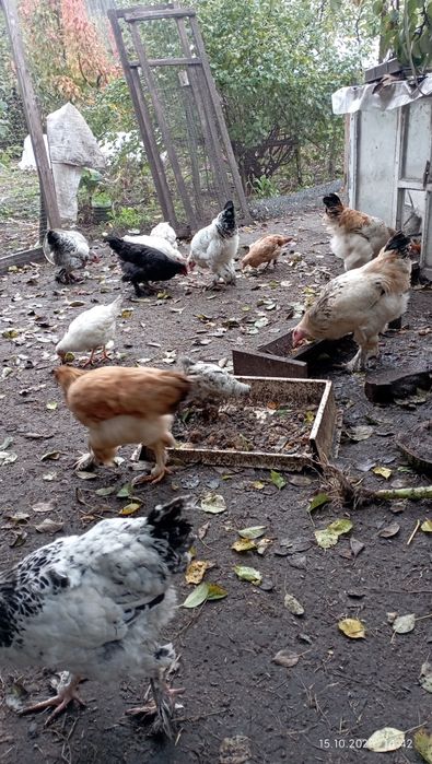 Продам курей Брама разного возраста