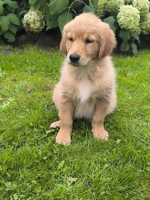 Golden retriever