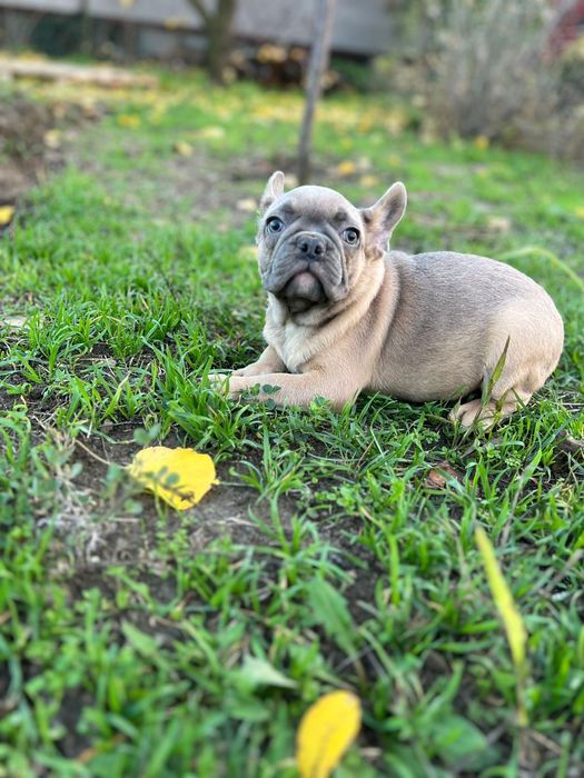 Голубо палевые мальчик и девочка 2.5мес