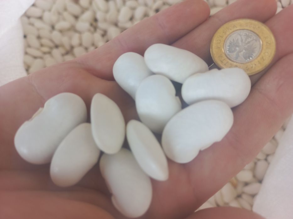 10kg fasola jaś 2025 ekologiczny grochówka