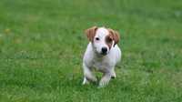 Piesek Jack Russell Terrier/BREFIO- po  CHAMPIONIE PL