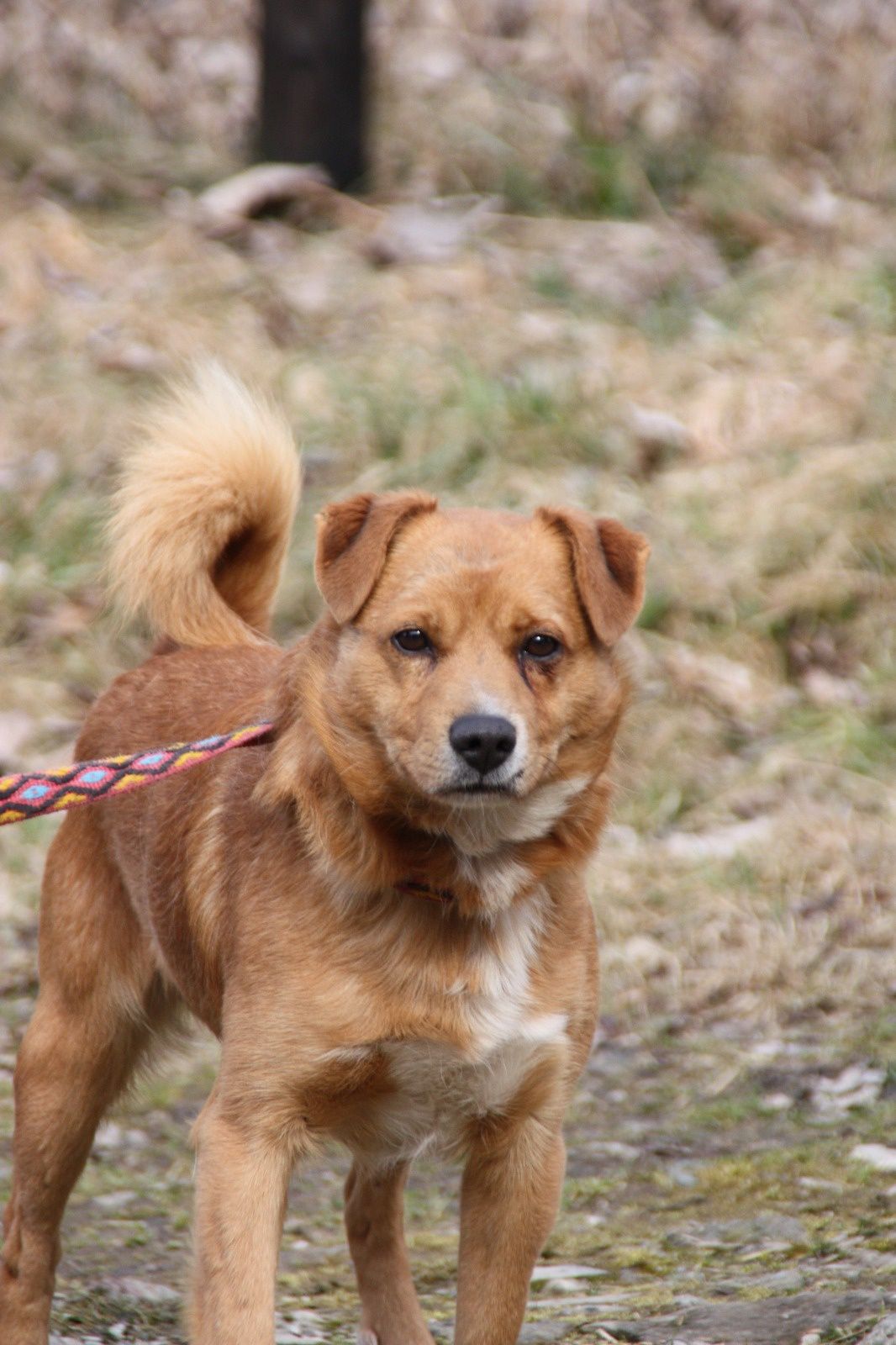Pies Rudy do adopcji, oddam psa