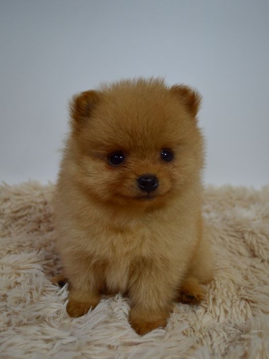 Чудові міні шпіцулі