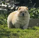 Kremowa suczka chow chow