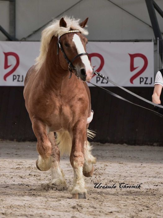 Sprzedam ogiera zimnokrwistego