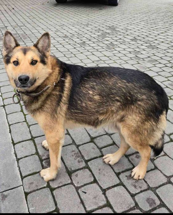 Хлопчик 3 роки. У добрі руки